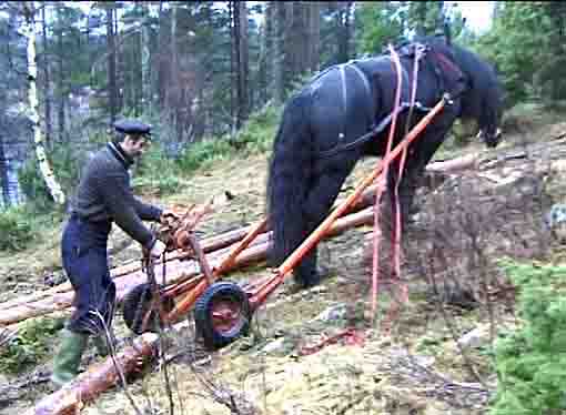 Hest kjører tømmer i Kristiansand