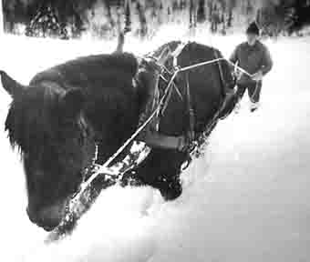 Hest i snø kjører tømmer i Kristiansand