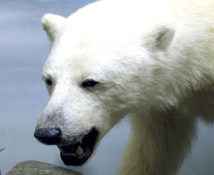 Isbjørn