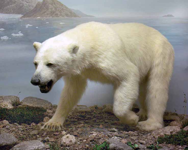 Isbjørn utstoppet